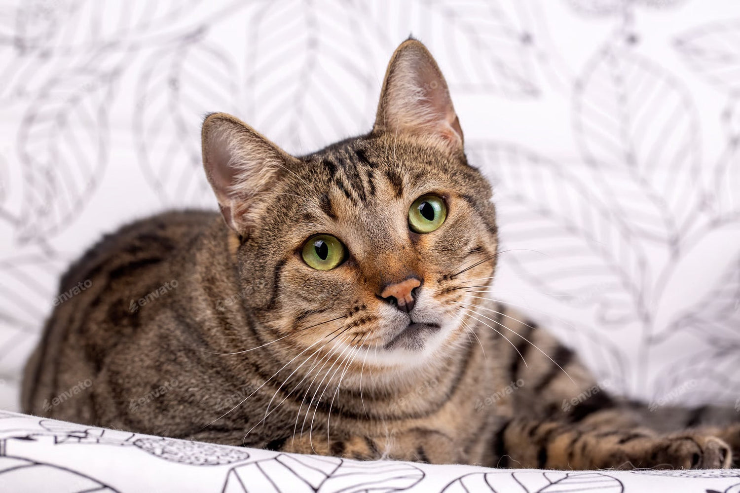 Wie gewöhne ich meine Katze an ein elektrisches Katzenklo?