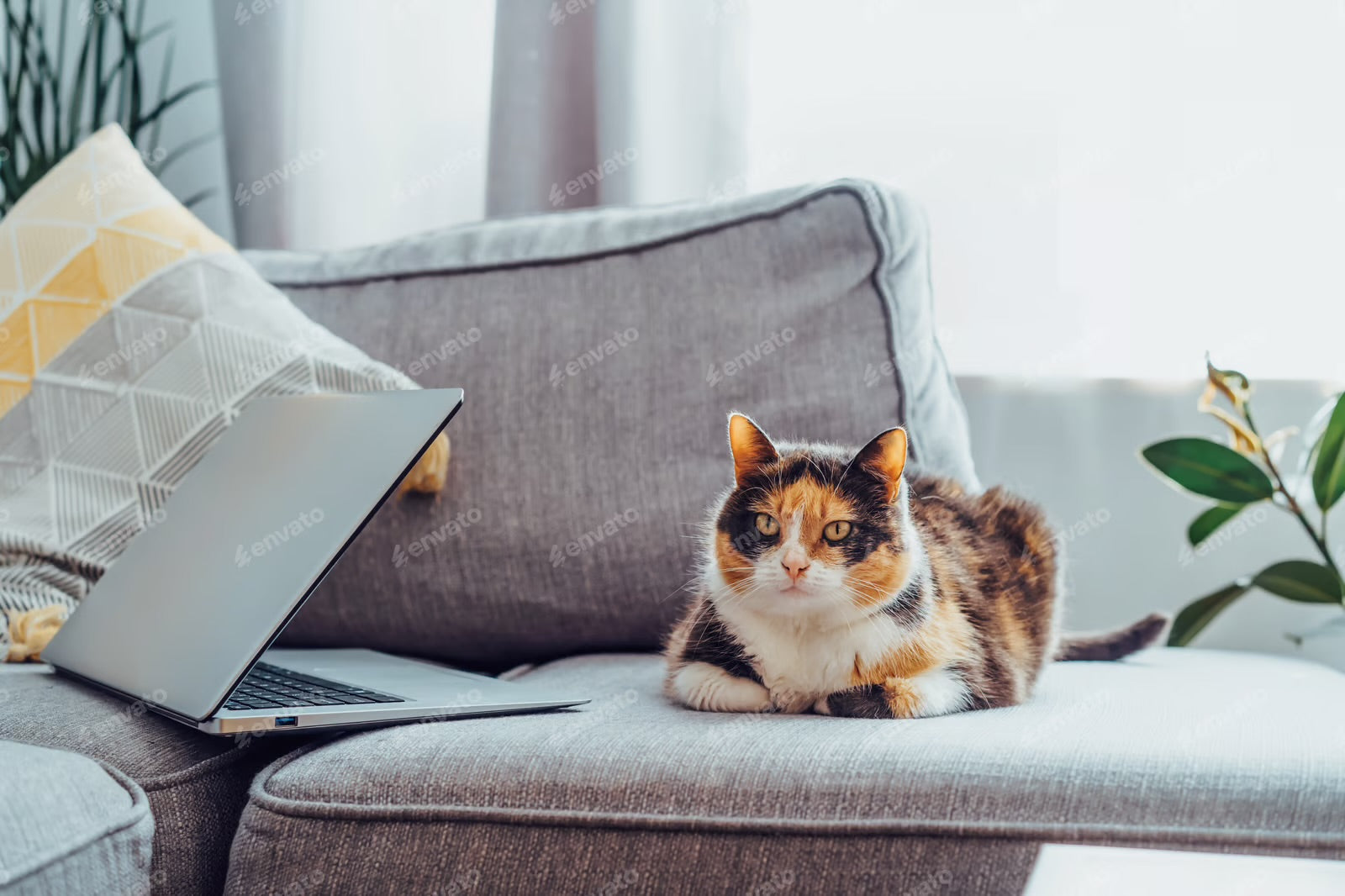 Ist die Pflege einer Katze einfach?