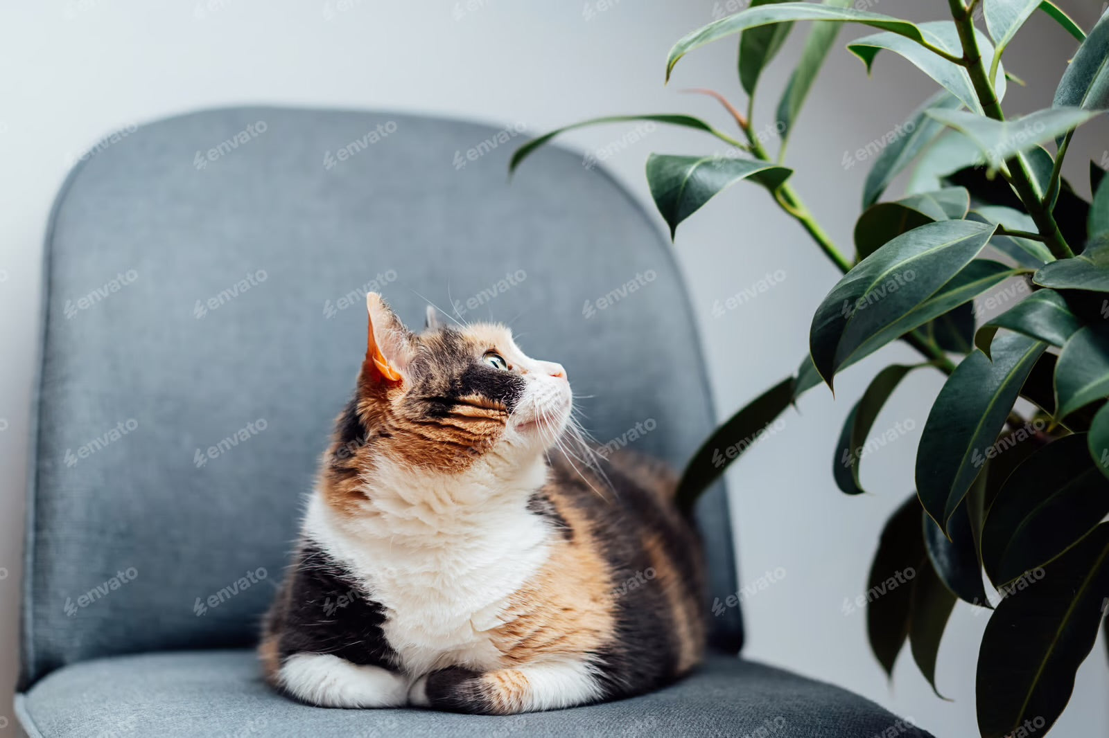 Wie versorge ich meine Katze richtig?