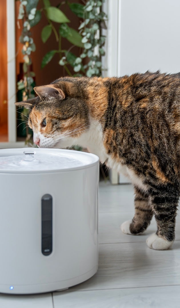 Bevorzugen Katzen Trinkbrunnen wirklich?