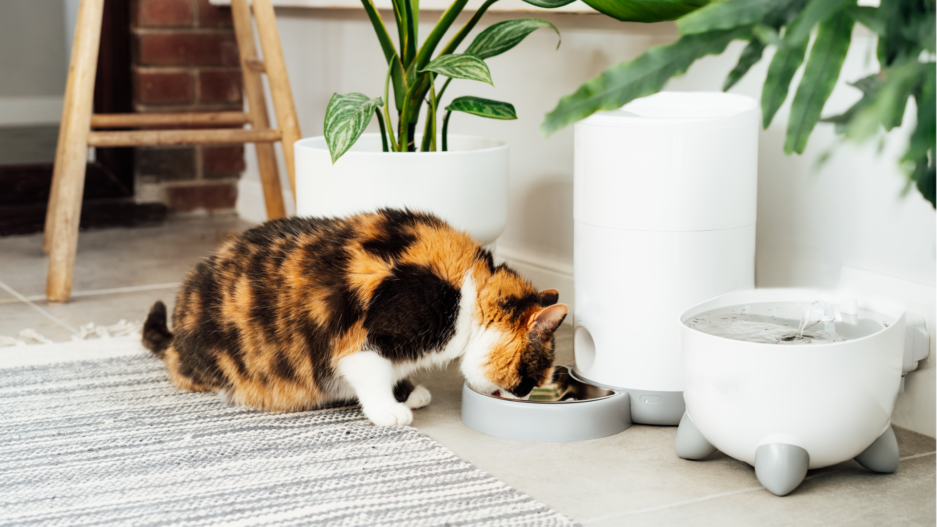 Sind Futterautomaten für Katzen sinnvoll?