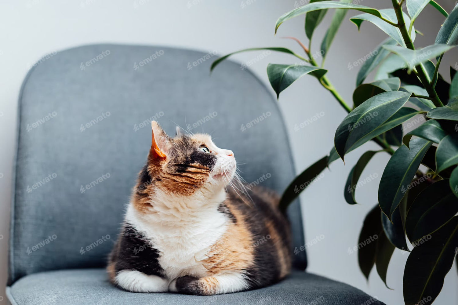Wie versorge ich meine Katze richtig?
