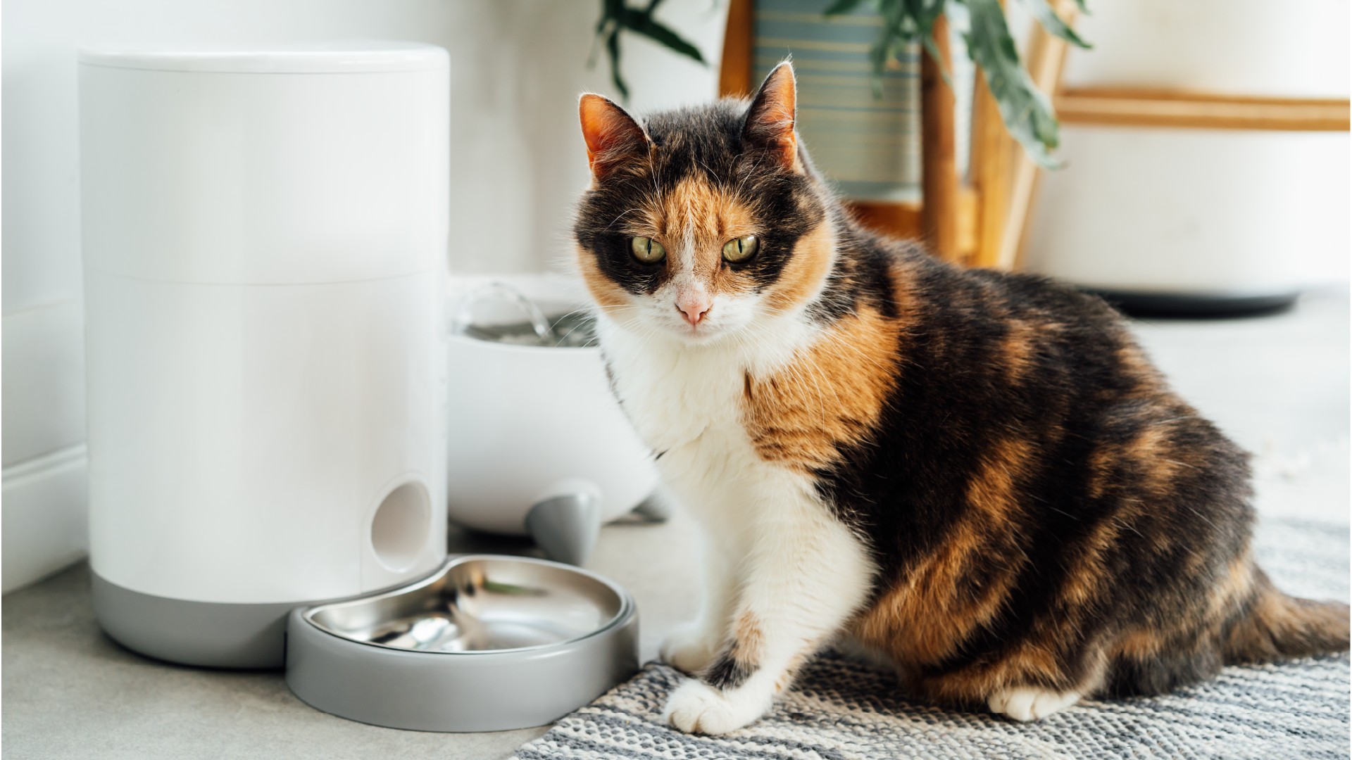 Wie einfach ist die Pflege einer Katze?